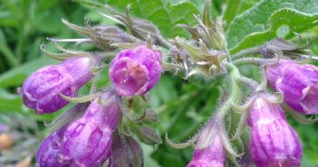 Symphytum Officinale (Comfrey)