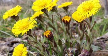 Tussilago Farfara (Colt,s Foot)