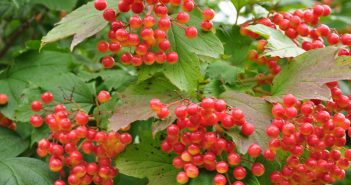 Viburnum Opulus (Cranberry)