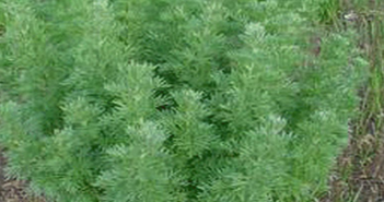 Artemisia Absinthium (Wormwood)