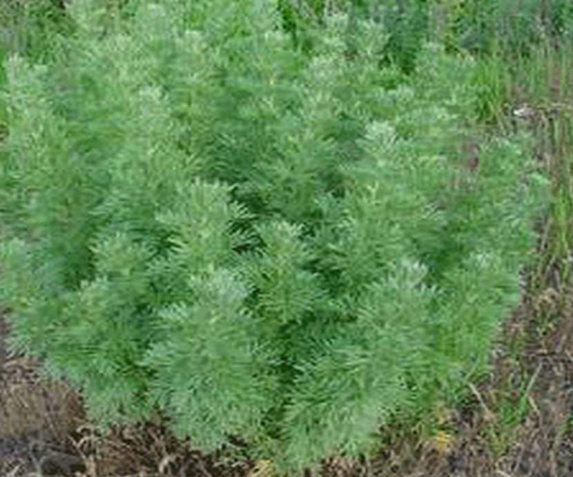 Artemisia Absinthium (Wormwood)