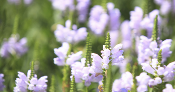 Corydalis Formosa (Turkey Corn)