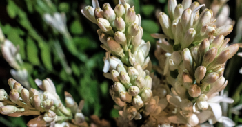 Myrospermum Toluiferum ( Tolu)