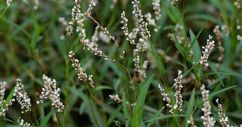 Polygonum Punctatum (Water Pepper)