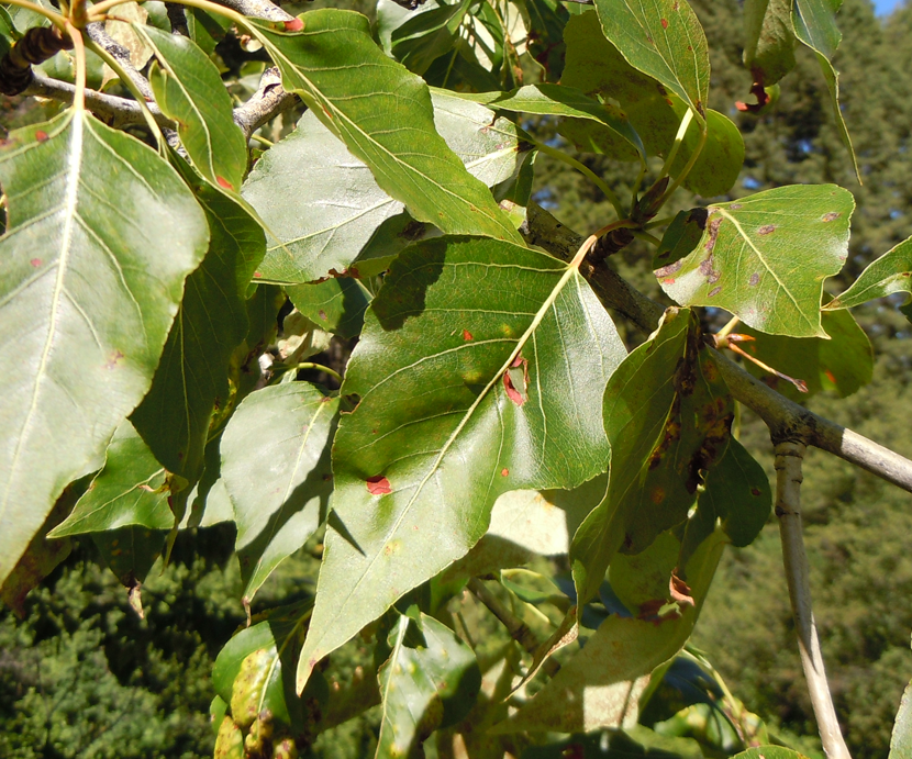 Populus Balsamifera (Tacamahac)