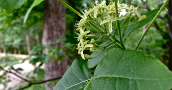 Ptelea Trifoliata (Wafer-Ash)