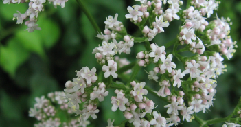 Valeriana Officinalis (Valerian)