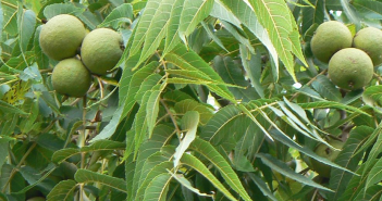 Whte,Juglans Cinerea (Walnut)