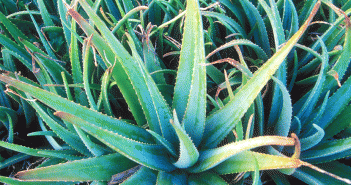 Aloe Vera (Aloe)