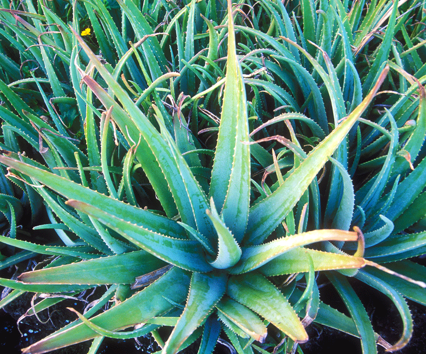Aloe Vera (Aloe) 