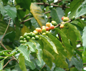 Arabica, Substitutes (Coffea)