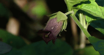 Atropa belladonna (Belladonna)