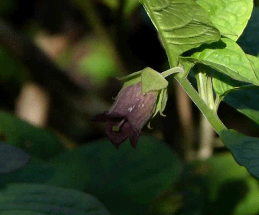 Atropa belladonna (Belladonna) 