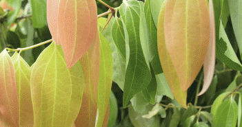 Cinnamomum Zeylanicum (Cinnamon)