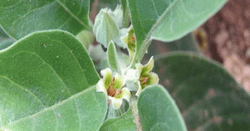 Withania somnifera (Ashwagandha)