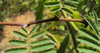 Acacia Catechu (Catechu)