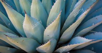 Agave Ameiricaan (Century Plant)