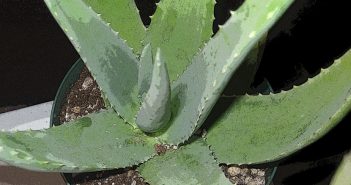 Aloe spicata (Aloes)