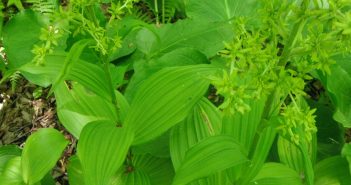 American Veratrum Viride (Hellebore)