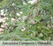 Amygdalus Communis (Almonds)