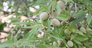 Amygdalus Communis (Almonds)