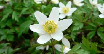 Anemone Nemorosa (Anemone Nemorosa)