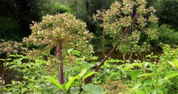 Angelica Atropurpurea (Angelica)