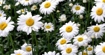 Anihemis Nobilis (Chamomile)