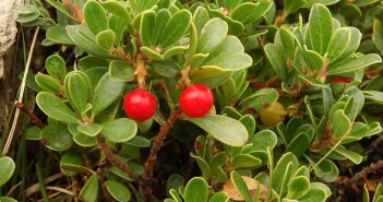 Arctostaphylos Uva-ursi (Bearberry)