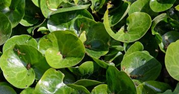 Asarum Europaeum (Asarabacca)