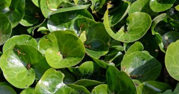 Asarum Europaeum (Asarabacca)