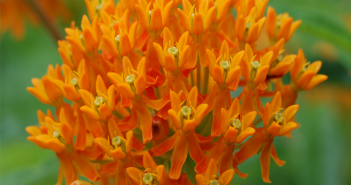 Asclepias Tuberosa (Pleurisy Root)