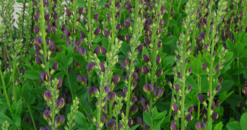 Baptisia Tinctoria (Rattle Bush)