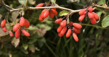 Berberis Vulgaris (Barberry)