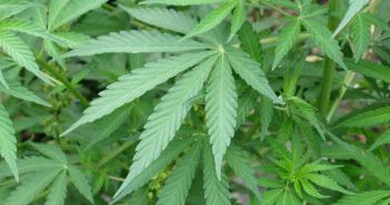 Cannabis Indica (India Hemp)