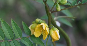 Cassia Marilandica (American Senna)