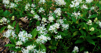 Ceanothus Americanus (Red Root)