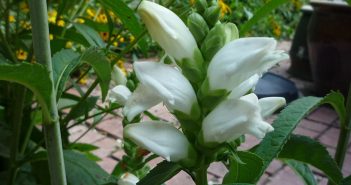 Chelone Glarra (Balmony)