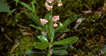 Chimphila Umbellata (Pipsissewa)