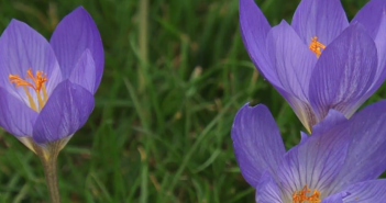 Colchicum Autumnale (Meadow)