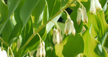 Convallaria Multiflora (Solomon's seal)