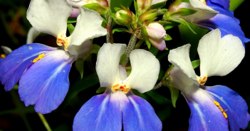 Convol Vulus Panduratus (Mechameck)