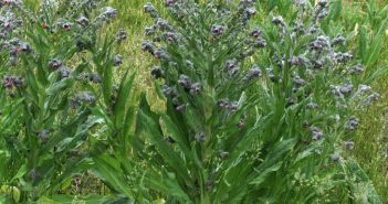 Cynoglossum Officinale (Hound's Tongue)