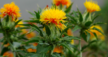 Dyers Carthamus Tinctrius (Saffron)