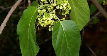 Equatoria Garciana (Cundurango)