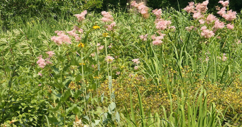 Eupatorium Purpureum (Queen Of The Meadow)