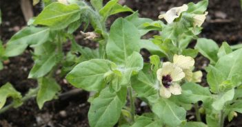 Hyoscyamus Niger (Henbane)