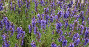 Hyssopos Officinalis (Hyssop)