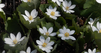 Jeffersonia Diphylla (Rheumatism)