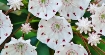 Kalmia Latifolia (Calico)